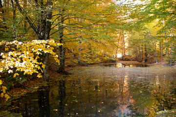 Obraz premium Beautiful view of the forest in Bolu Yedigollar, which has surrendered itself to the autumn