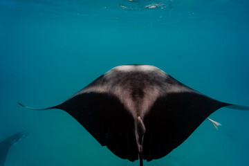Manta ray Hanifaru Maldives