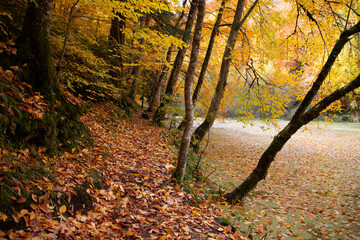 Fototapeta premium Beautiful view of the forest in Bolu Yedigollar, which has surrendered itself to the autumn