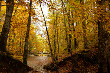 Beautiful view of the forest in Bolu Yedigollar, which has surrendered itself to the autumn