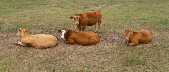 cows on a meadow