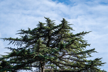 Majestic crown of Himalayan cedar, Cedrus Deodara (Deodar cedar, Himalayan cedar) against blue sky with white clouds. Close-up. Himalayan cedars in landscape parks of resort town of Sochi.