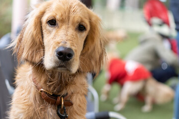 ドギーズアイランド／ゴールデンレトニエル