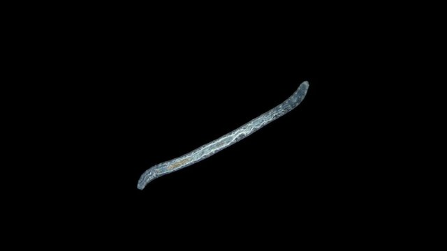 the worm Enchytraeus sp. under the microscope, Oligochaeta, order Haplotaxida. Lives both in soil and water. Diluted as food for aquarium fish