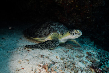 Turtle Maldives resting