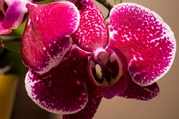 storczyk, kwiaty, fiolet, orchidea, makro