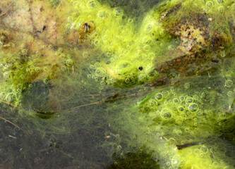 Green algae on the surface of the water. Nature background.