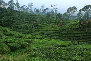 Fototapeta na wymiar photo of beautiful green tea garden view.