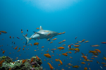 Whitetip reef shark Maldives