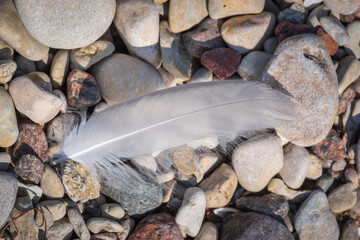 White bird feather lying on the pebbles on seaside
