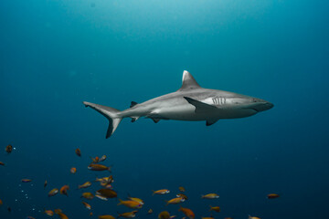 Naklejka na ściany i meble Whitetip reef shark Maldives