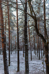 Cold winter forest in morning sunlight with snow covered tree trunks. Morning frost and hoarfrost pines