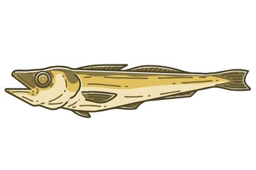 Dried pollack. Colored vector illustration.