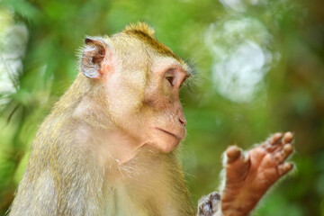 Fototapeta premium Macaca fascicularis (long-tailed monkey) or monkey in the jungle, Close up detail of long tailed monkey