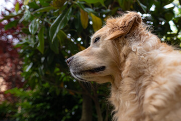 Golden retriever close-up