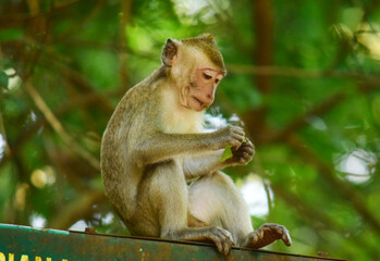 Macaca fascicularis (long-tailed monkey) or monkey in the jungle, Close up detail of long tailed monkey