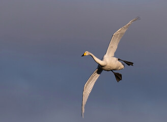 Sångsvan (Cygnus cygnus).  Whooper Swan.