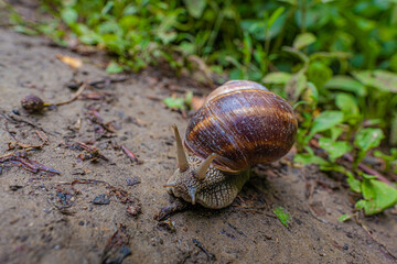 snail