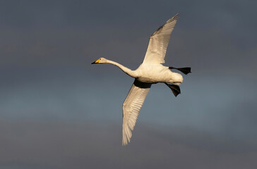 Sångsvan, Cygnus cygnus. Whooper Swan.