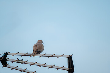 Pigeon