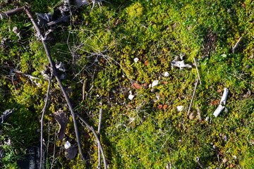Fondo de naturaleza con hierva y piedras