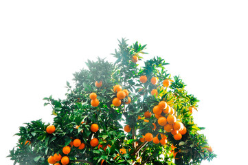 Orange tree. a plant with ripe fruits. a lot of citrus fruits. juicy tasty tangerines