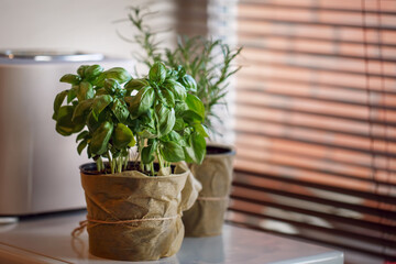 Basil plant in pot on windowsill in home kitchen  