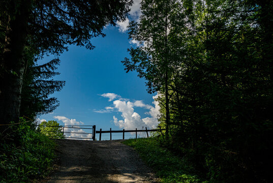 Clearing In The Forest