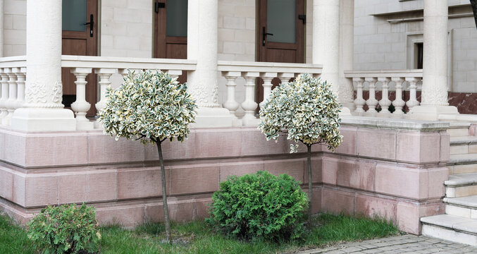  variegated green and white foliage, bushes of Emerald Gaiety or Euonymus fortunei shrub planted in front of the classic style manison. Spindle, Fortune's spindle, winter creeper or wintercreeper. 