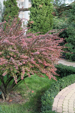 Gardening concept. Blooming bush of red barberis. colorful plant in a garden. pink blossom bush of barbery.