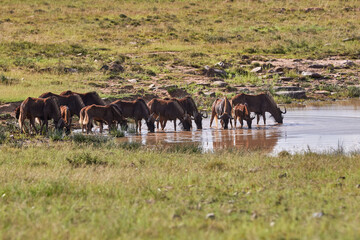 A herd of black wildebeest