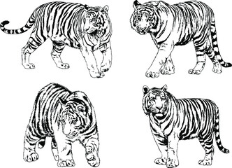 vector drawings sketches different predator , tigers lions cheetahs and leopards are drawn in ink by hand , objects with no background