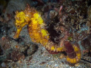 Yellow seahorse on coral reef portrait