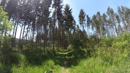 Waldfotografie, Bäume, Natur