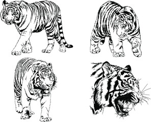 vector drawings sketches different predator , tigers lions cheetahs and leopards are drawn in ink by hand , objects with no background