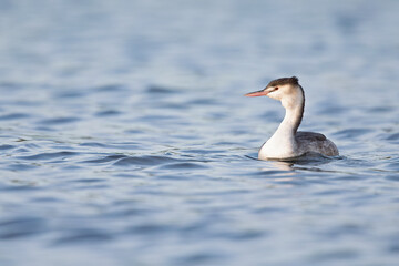 A great crested grebe (Podiceps cristatus) in winter plumage  swimming and foraging in a harbor of a large lake.