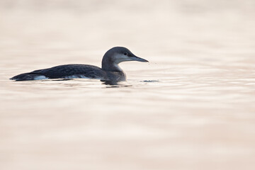 Fototapeta premium A black-throated loon swimming in the setting sun in the Netherlands. 
