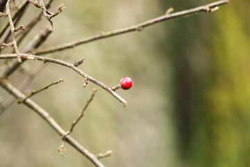 Winter berries on the bare branches