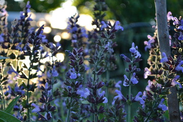 Obraz premium flowers in the garden