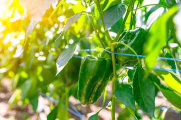 green peppers grown in a greenhouse on an organic farm