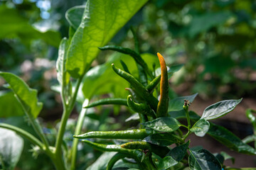chili peppers on an organic farm in a greenhouse