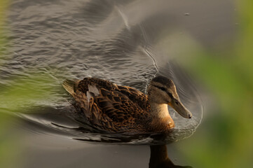 Close-up of a cute female mallard duck swimming in the river. Young duck in the water. A lonely duck floating on the water.