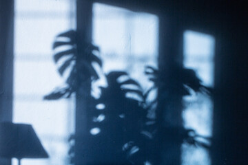 plant shadow - obrazy, fototapety, plakaty