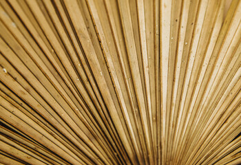 Dry palm leaf close-up. The texture of the sheet. Natural shape and parallel lines.