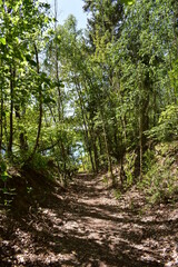 Waldfotografie, Bäume, Natur