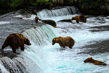 Grizzly Bears Alaska