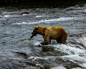 Grizzly Bears Alaska