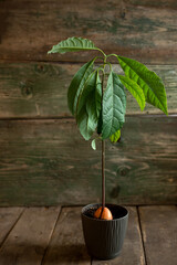 Seed avocado plant on a wooden background.