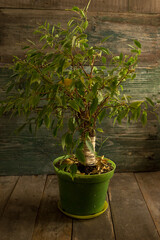 Ficus Benjomin on a wooden background.