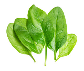 fresh leaves of Spinach leafy vegetable cut out on white background